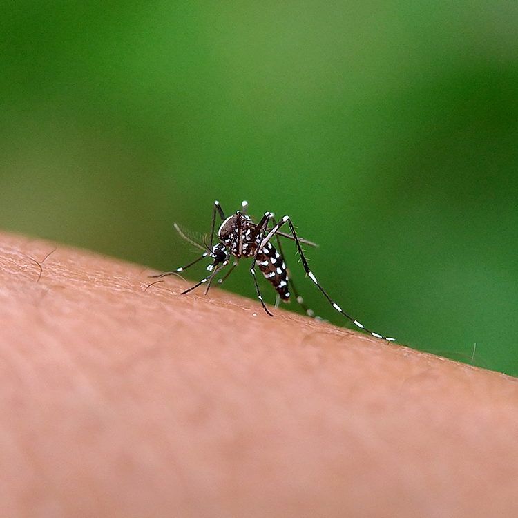 ¿Me puedo contagiar dengue de una persona enferma?